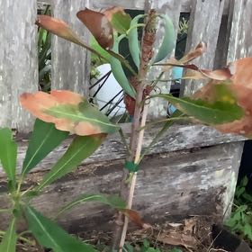 Photo of the plant species New South Wales Waratah by @AdeptCoyotillo named Ronaldo on Greg, the plant care app