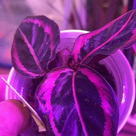 Photo of the plant species Calathea Rosy by @ReceptiveDaisy named Terra on Greg, the plant care app