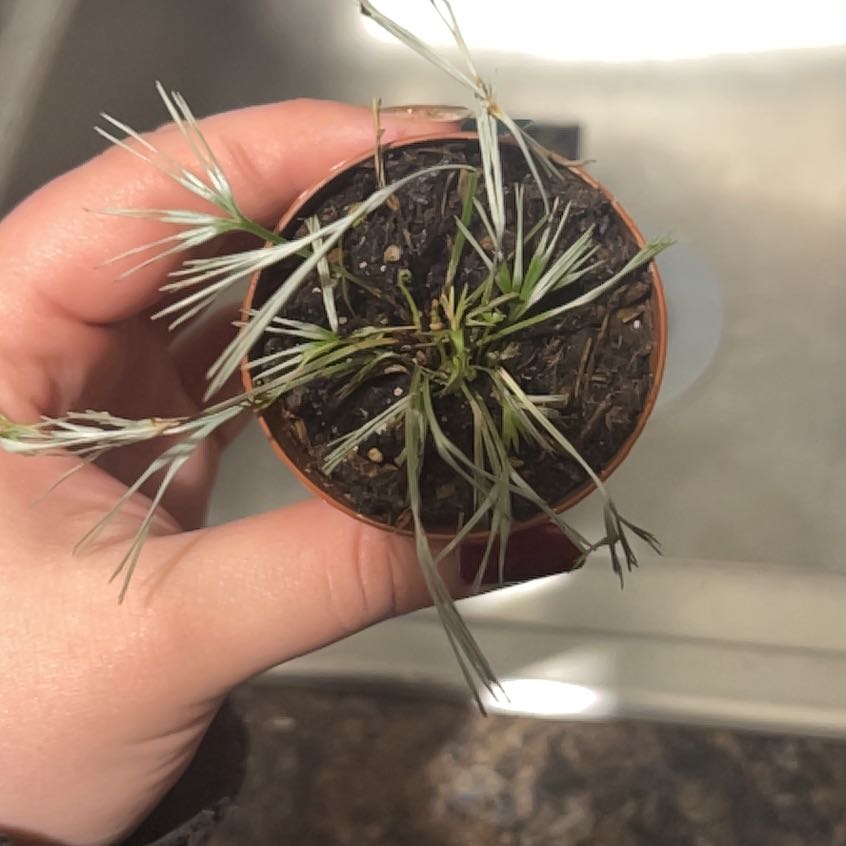 Photo of the plant species Eyelash Fern by @SisterWorm38 named Dax on Greg, the plant care app