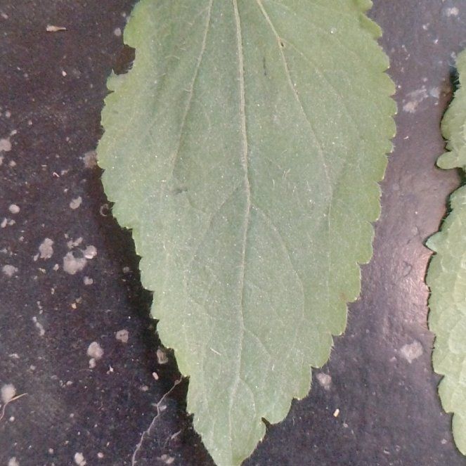 Photo of the plant species Coastal Hedgenettle by @ClassicFlax named Apollo on Greg, the plant care app