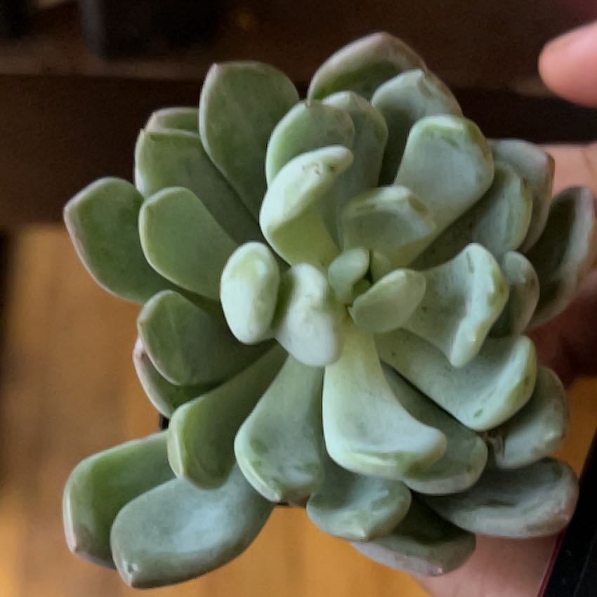 Photo of the plant species Jeweled Crown by @FullWhitevelvet named Queen on Greg, the plant care app