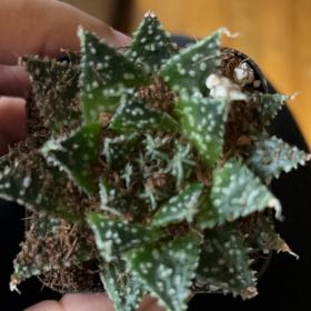 Photo of the plant species Aloe Snowstorm by @FullWhitevelvet named Beckham on Greg, the plant care app