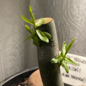 Photo of the plant species Yellow Willow by @KindParsleyfern named Keanu Leaves on Greg, the plant care app