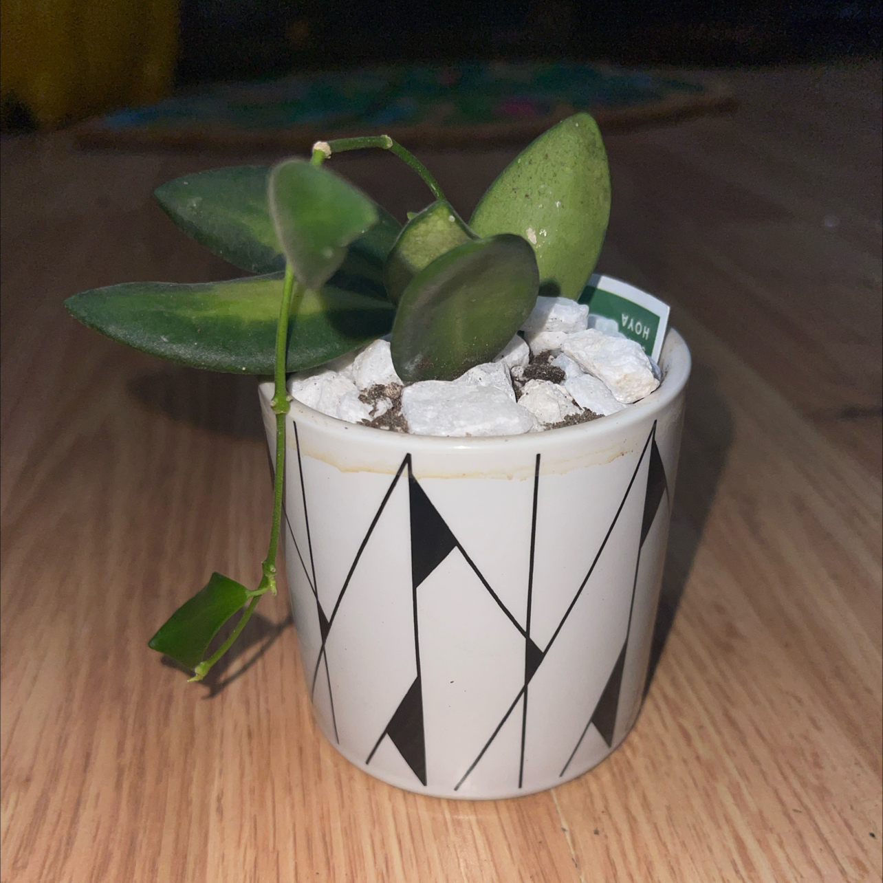 Photo of the plant species Sea stone hoya by @PatientPomelo92 named Beyonce on Greg, the plant care app