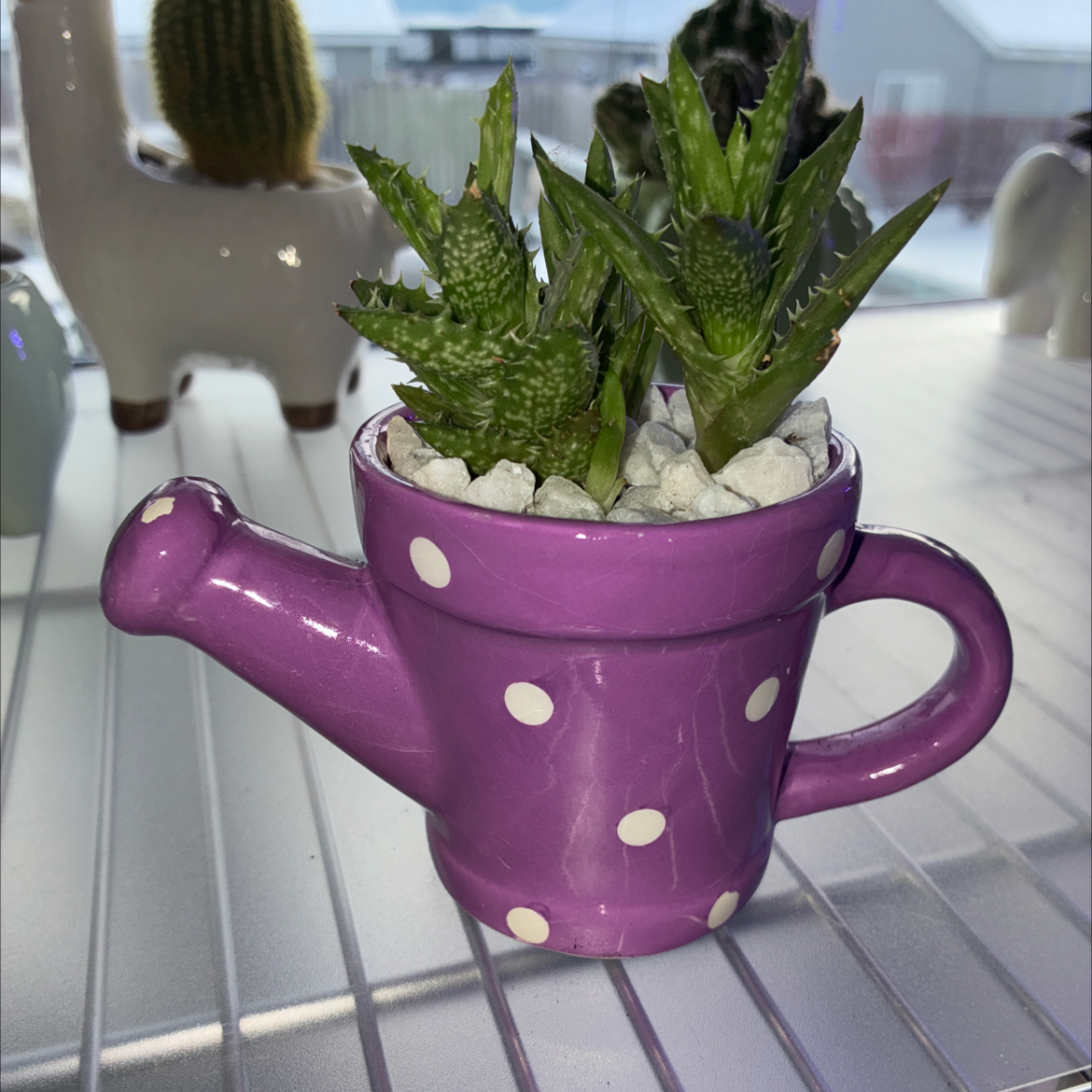 Photo of the plant species Aloe Night Sky by @PatientPomelo92 named Candee on Greg, the plant care app