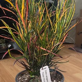 Photo of the plant species Picasso's Paintbrush by @PatientPomelo92 named da Vinci on Greg, the plant care app