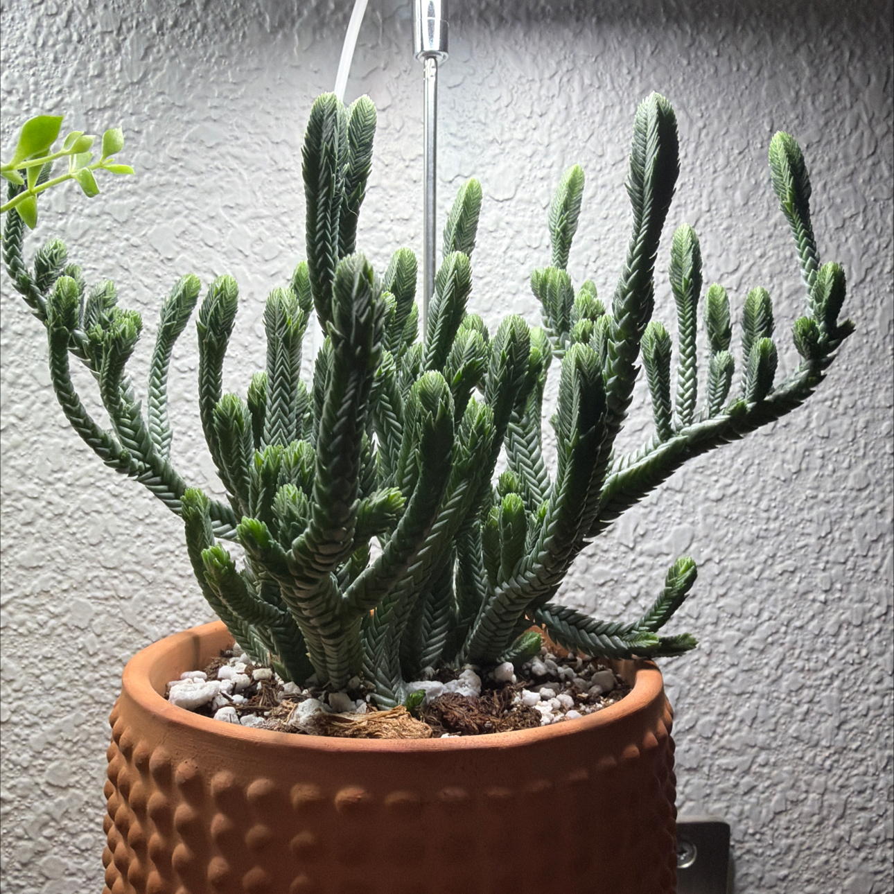 Photo of the plant species Pagoda Mini Jade by @RheaAndMatthew named Snakes are a plant on Greg, the plant care app