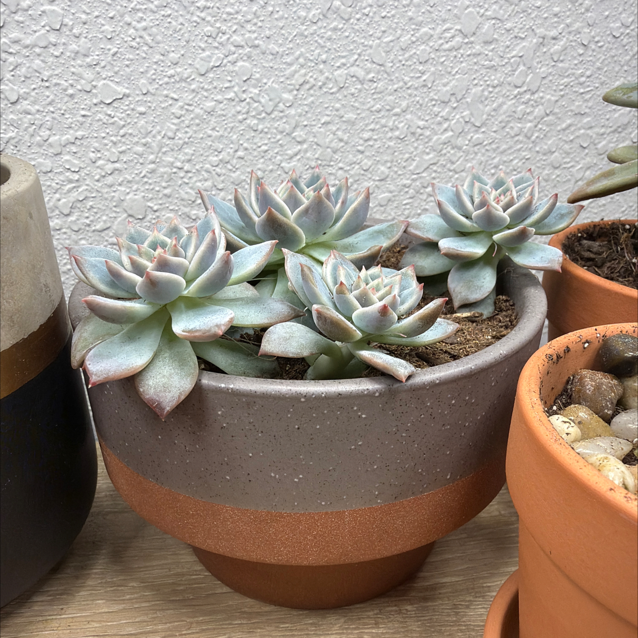 Photo of the plant species Echeveria White Ice by @RheaAndMatthew named White Dante on Greg, the plant care app