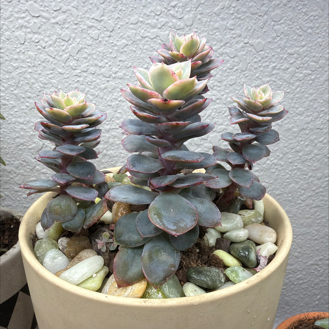 Photo of the plant species Echeveria 'Silk Veil' by @RheaAndMatthew named Sylvia on Greg, the plant care app