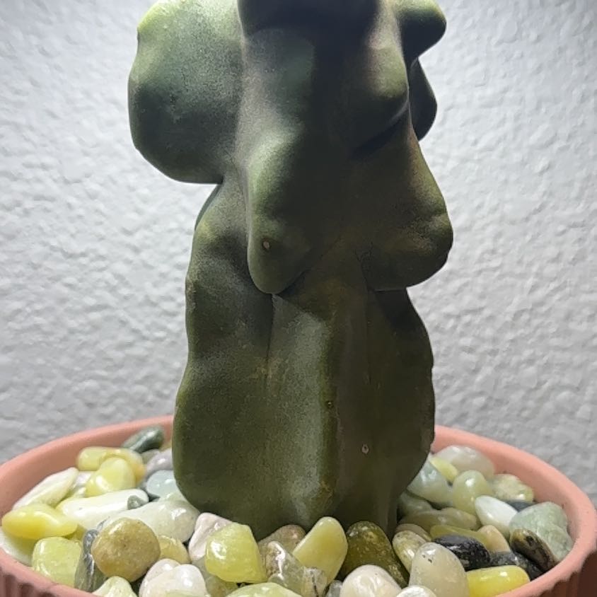 Photo of the plant species Totem Pole by @RheaAndMatthew named Olmec on Greg, the plant care app