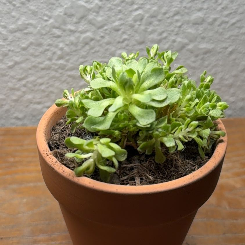 Photo of the plant species Rosularia platyphylla by @RheaAndMatthew named The Platophile on Greg, the plant care app