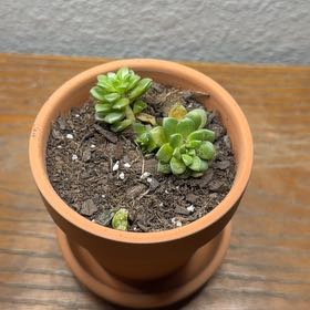 Photo of the plant species Cremnosedum 'Little Gem' by @RheaAndMatthew named Gem Halpert on Greg, the plant care app