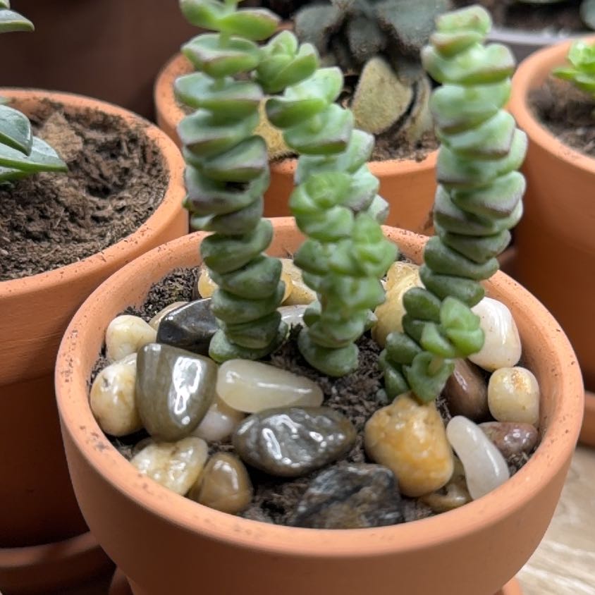 Photo of the plant species Crassula 'Baby's Necklace' by @RheaAndMatthew named Neckolas Braun on Greg, the plant care app