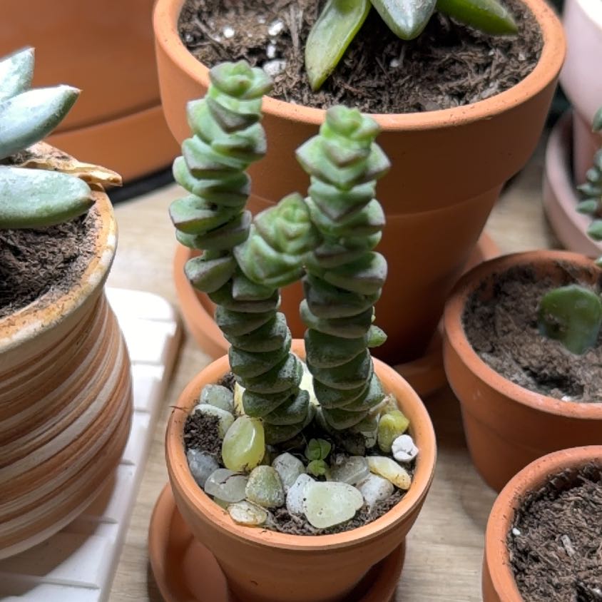 Photo of the plant species Crassula 'Baby's Necklace' by @RheaAndMatthew named Lil' Babyneck on Greg, the plant care app