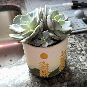 Photo of the plant species Echeveria Moondust by @PotentArrowroot named Rainier on Greg, the plant care app