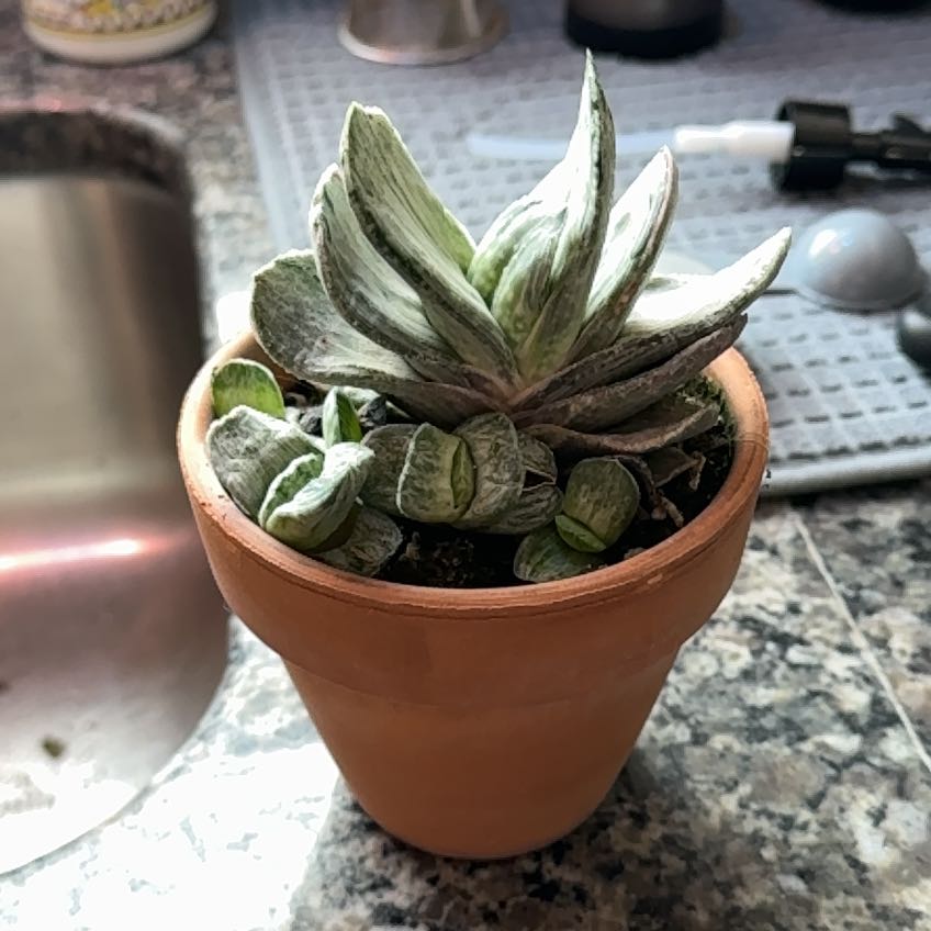 Photo of the plant species Gasteria Cherry Blossom by @PotentArrowroot named Orlando Bloom on Greg, the plant care app
