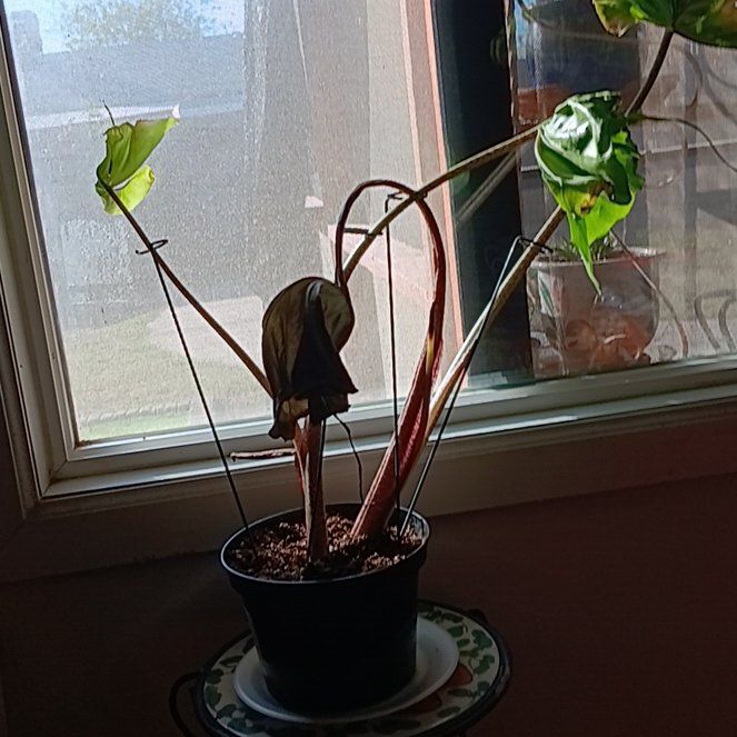 Photo of the plant species Pink Elephant Plant by @VipKale93 named Luna on Greg, the plant care app