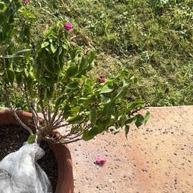Photo of the plant species Torch Glow Bougainvilla by @YeahAlbo52 named Fernie Mercury on Greg, the plant care app