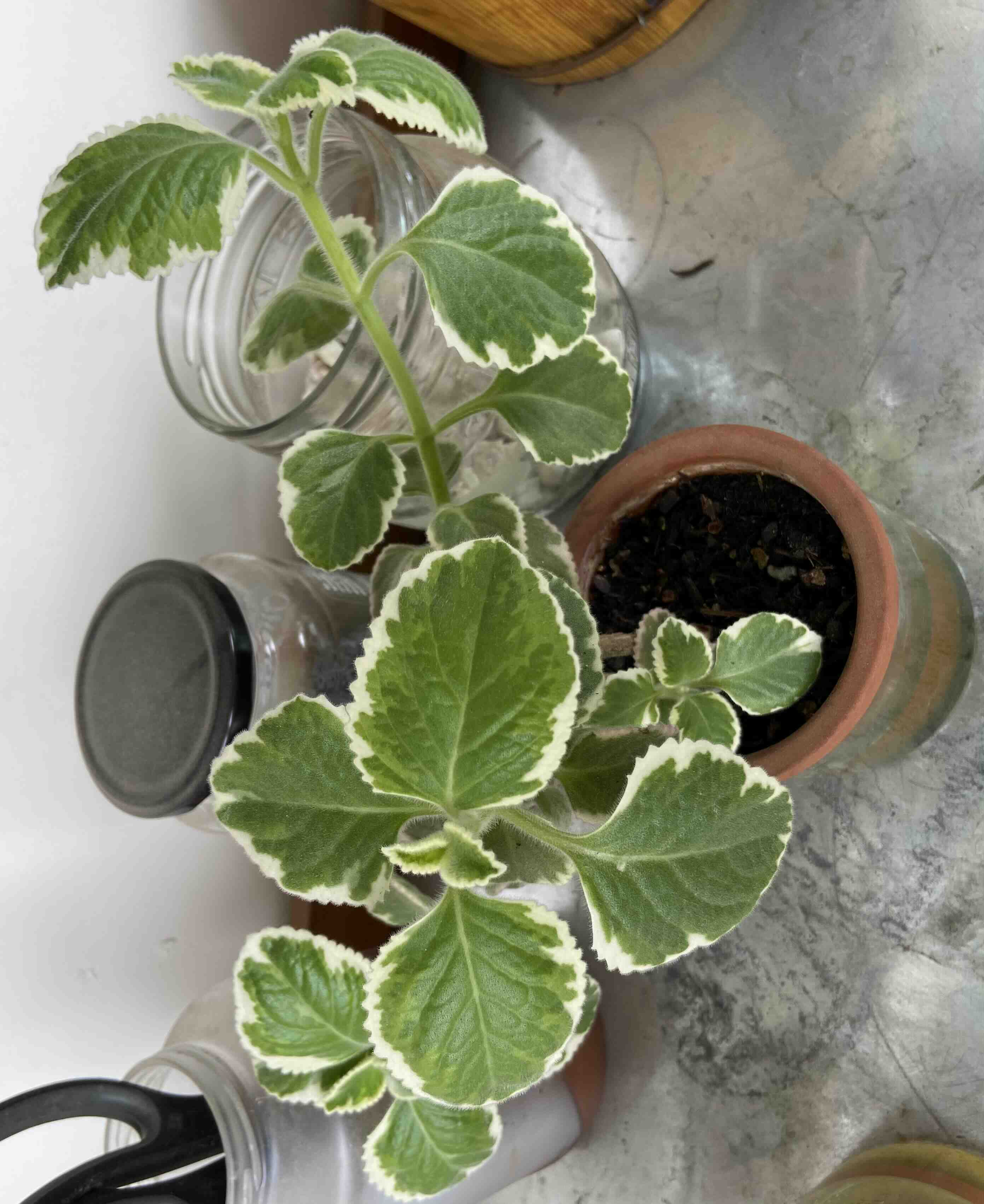 Mexican Mint plant with variegated leaves in a pot, healthy and well-framed.