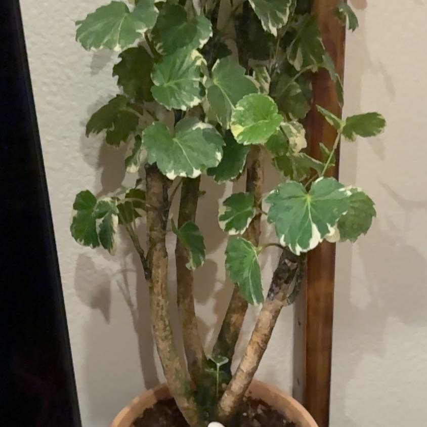 Aralia