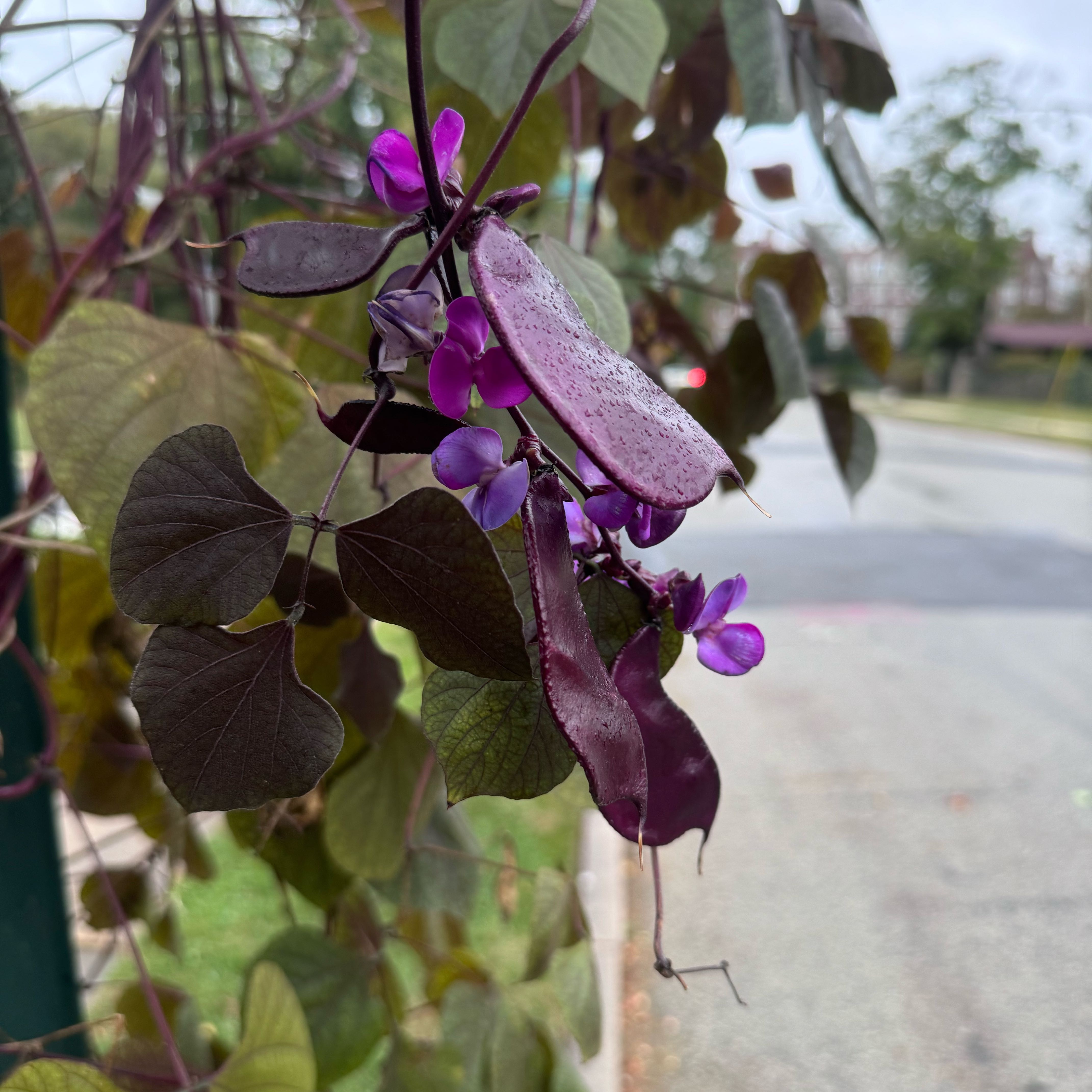 Photo of the plant species Hyacinth Bean by @SoigneGinger72 named Mochi on Greg, the plant care app