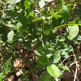 Photo of the plant species Black Highbush Blueberry by @RadMahoe33 named Leonardo on Greg, the plant care app