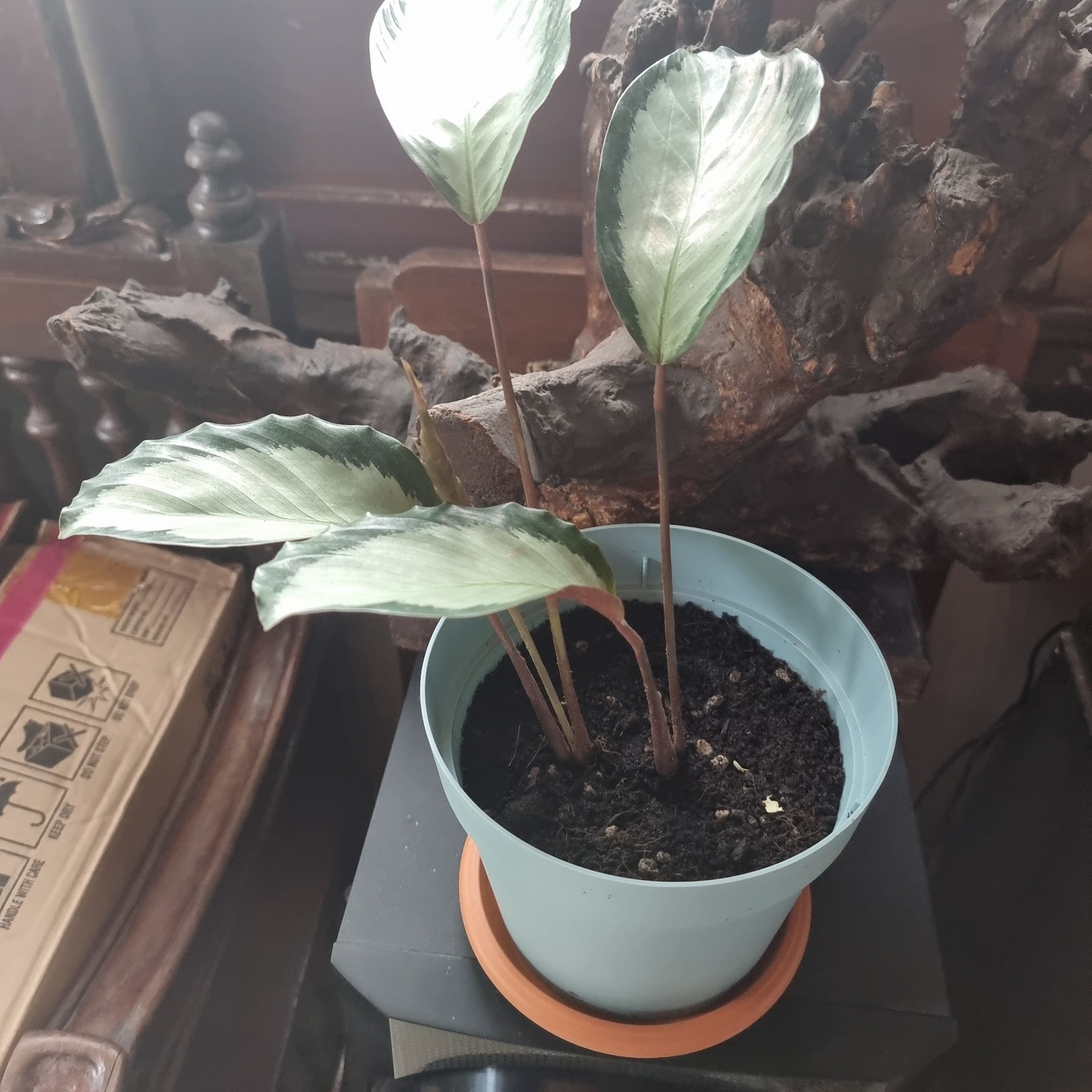 Photo of the plant species Calathea picturata 'Argentea' by @CozyJeffreypine named Dax on Greg, the plant care app