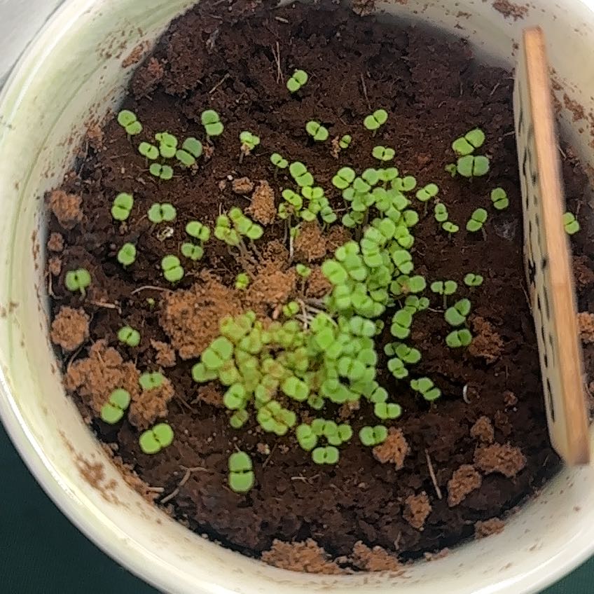 Photo of the plant species Winter Thyme by @DesiredBonsai66 named Gregarious on Greg, the plant care app