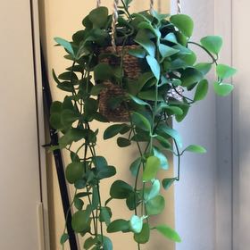 Photo of the plant species Dischidia imbricata by @BeamingChichipe named Kylie on Greg, the plant care app