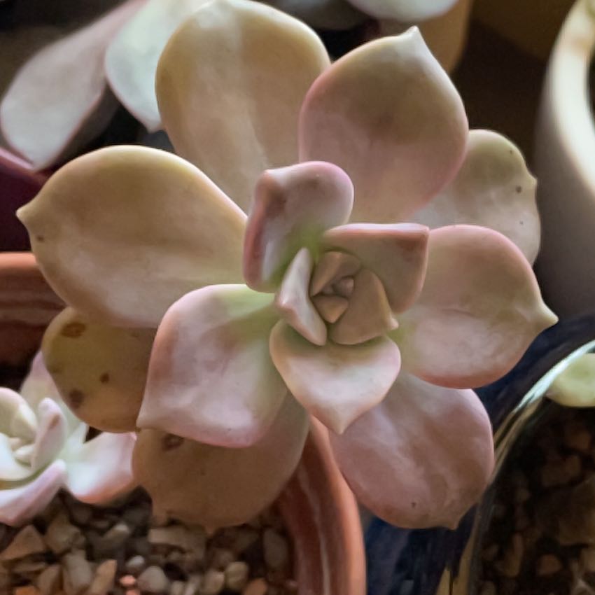 Photo of the plant species Graptopetalum 'Purple Delight' by @PreparedMizuna named Plato on Greg, the plant care app