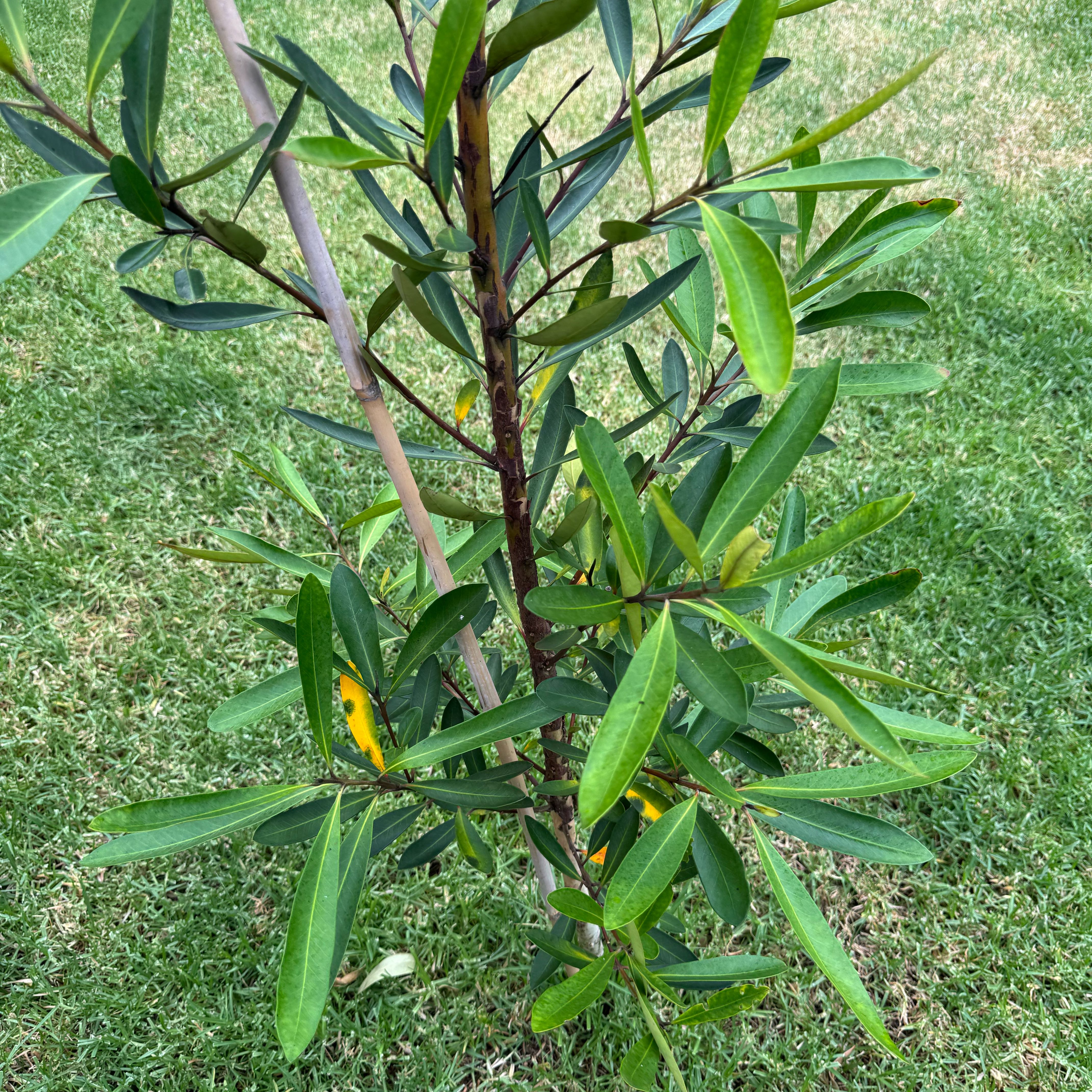 Photo of the plant species Water Gum by @DinkumNeslia77 named Rainier on Greg, the plant care app