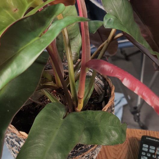 Photo of the plant species Philodendron 'Prismacolor Atabapoense' by @EarnestRustyfig named Keanu Leaves on Greg, the plant care app