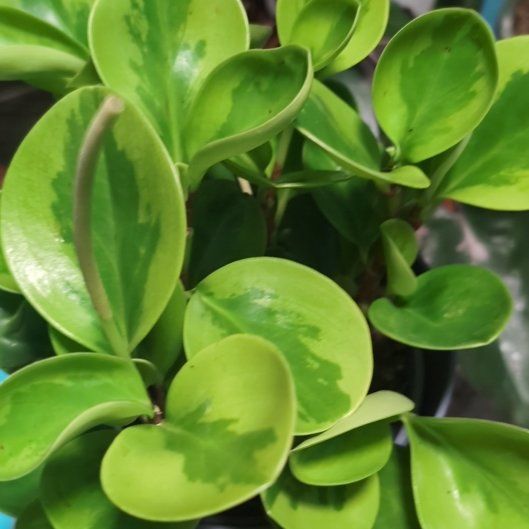 Photo of the plant species peperomia by @EarnestRustyfig named Lemon Lime on Greg, the plant care app