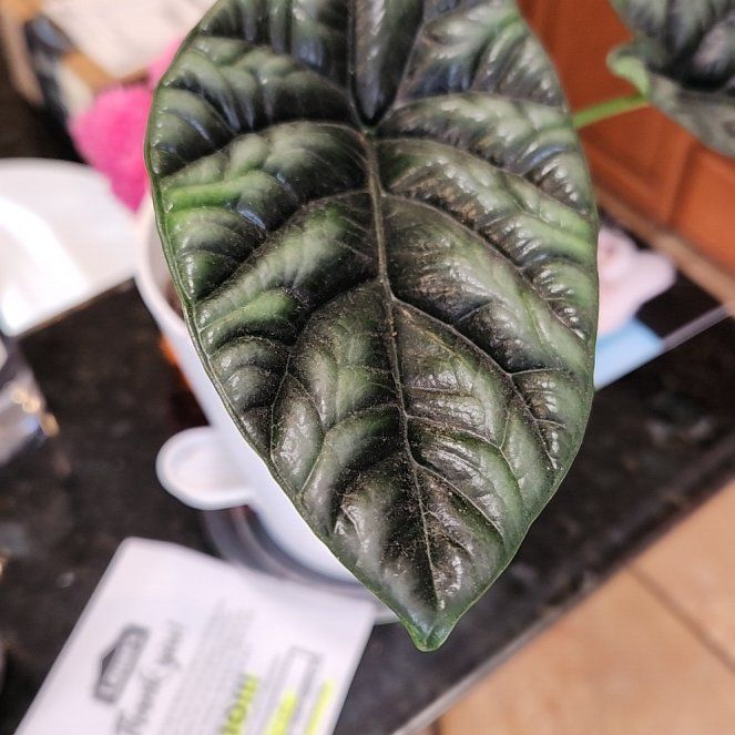 Photo of the plant species Alocasia Mirror Face by @SleekMiniorchid named Nemo on Greg, the plant care app