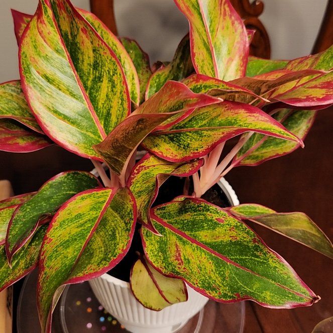 Photo of the plant species Agloenema variegated by @SleekMiniorchid named SUNSET on Greg, the plant care app