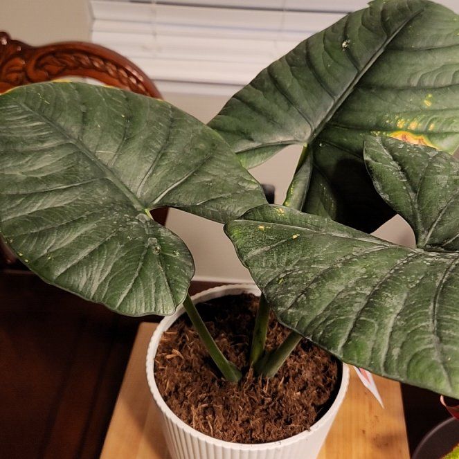Photo of the plant species Alocasia Reginae Black by @SleekMiniorchid named THICC GRL on Greg, the plant care app