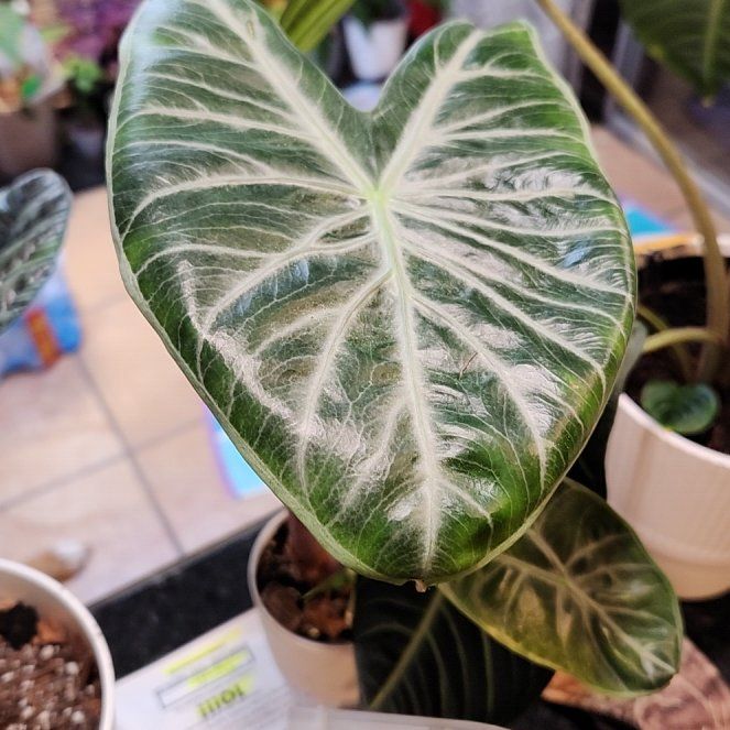 Photo of the plant species Colocasia Milky Way by @SleekMiniorchid named MILKY WAY on Greg, the plant care app