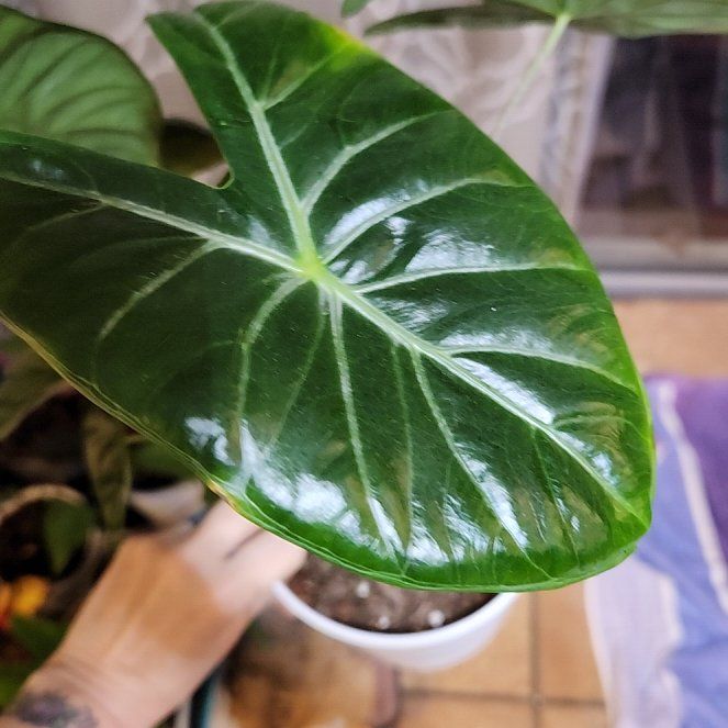 Photo of the plant species Colocasia 'Milky Way' by @SleekMiniorchid named MILKY WAY on Greg, the plant care app