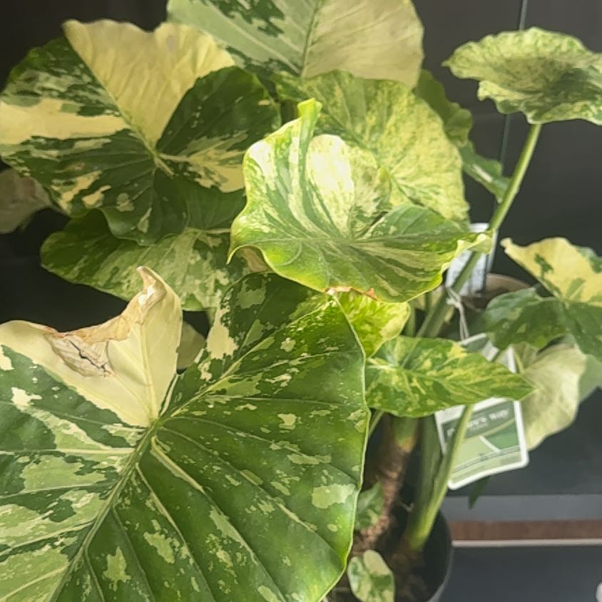 Photo of the plant species Dawn by @SmartRibbonwood named ChloroPhil on Greg, the plant care app