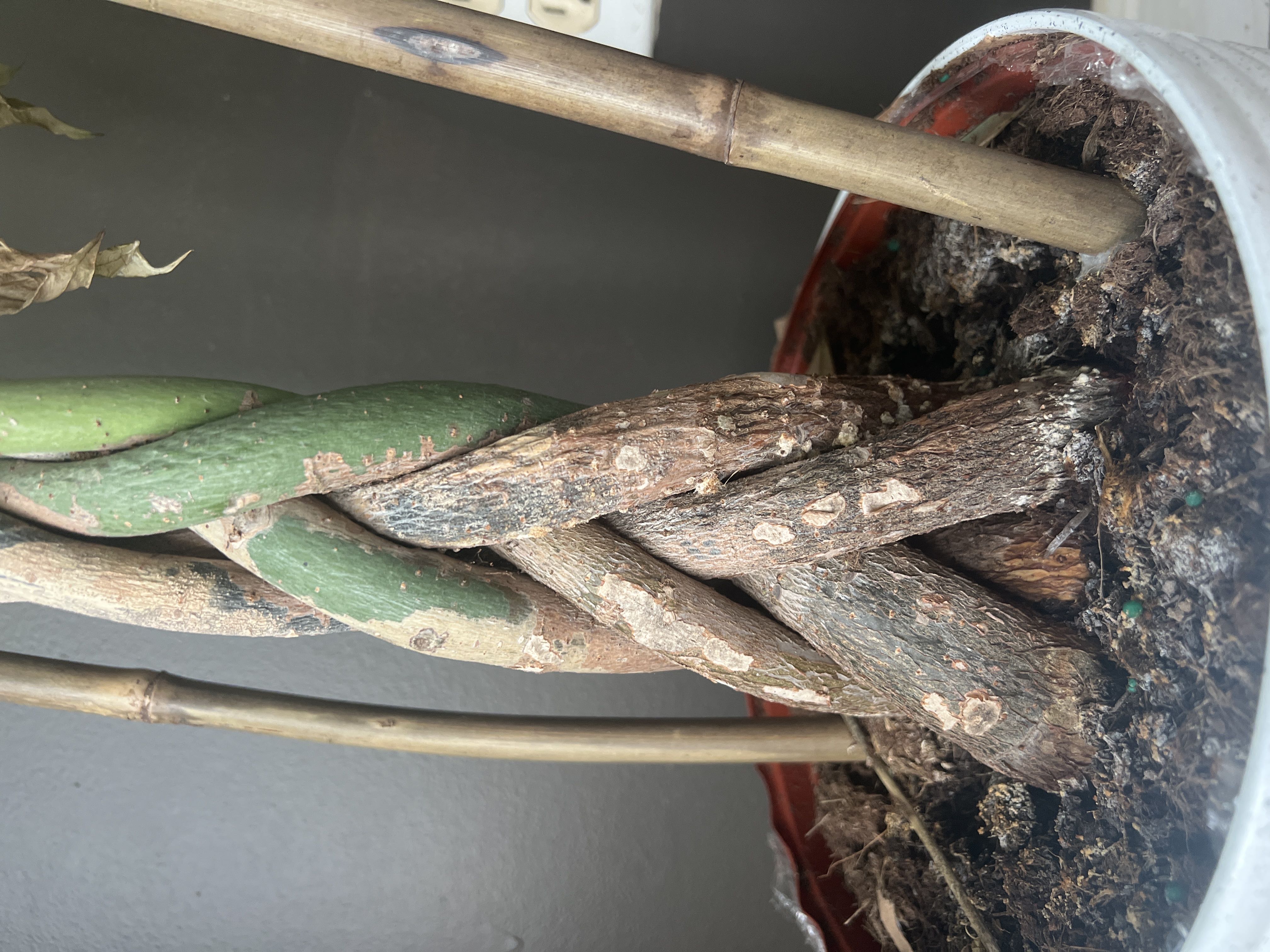 This is my money tree and the roots are not looking great...