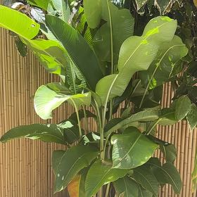 Photo of the plant species Red Palulu by @MasterfulJubaea named Robert Plant on Greg, the plant care app