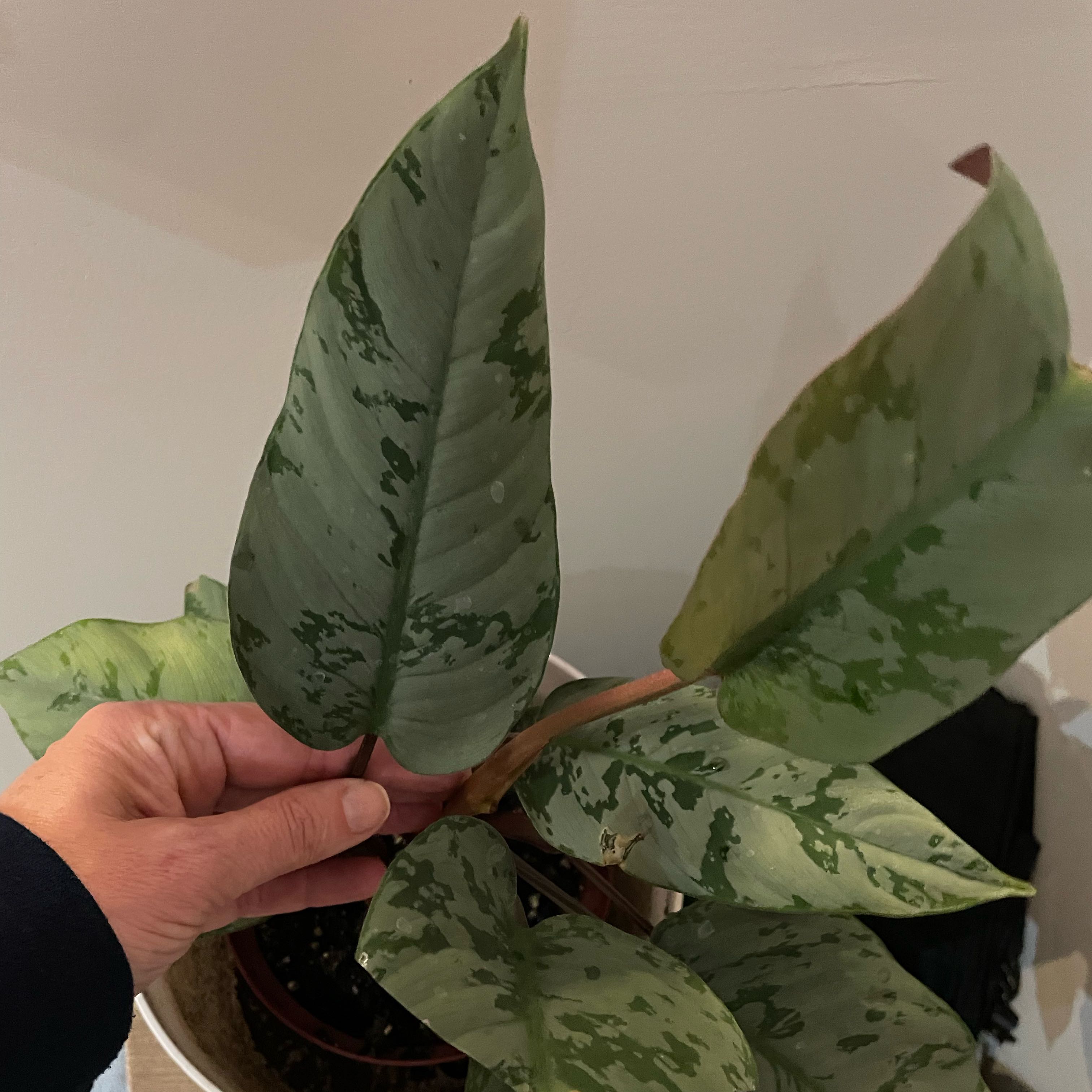 Photo of the plant species homalomena purple sword by @WillCacto98 named Muhammad Ali on Greg, the plant care app