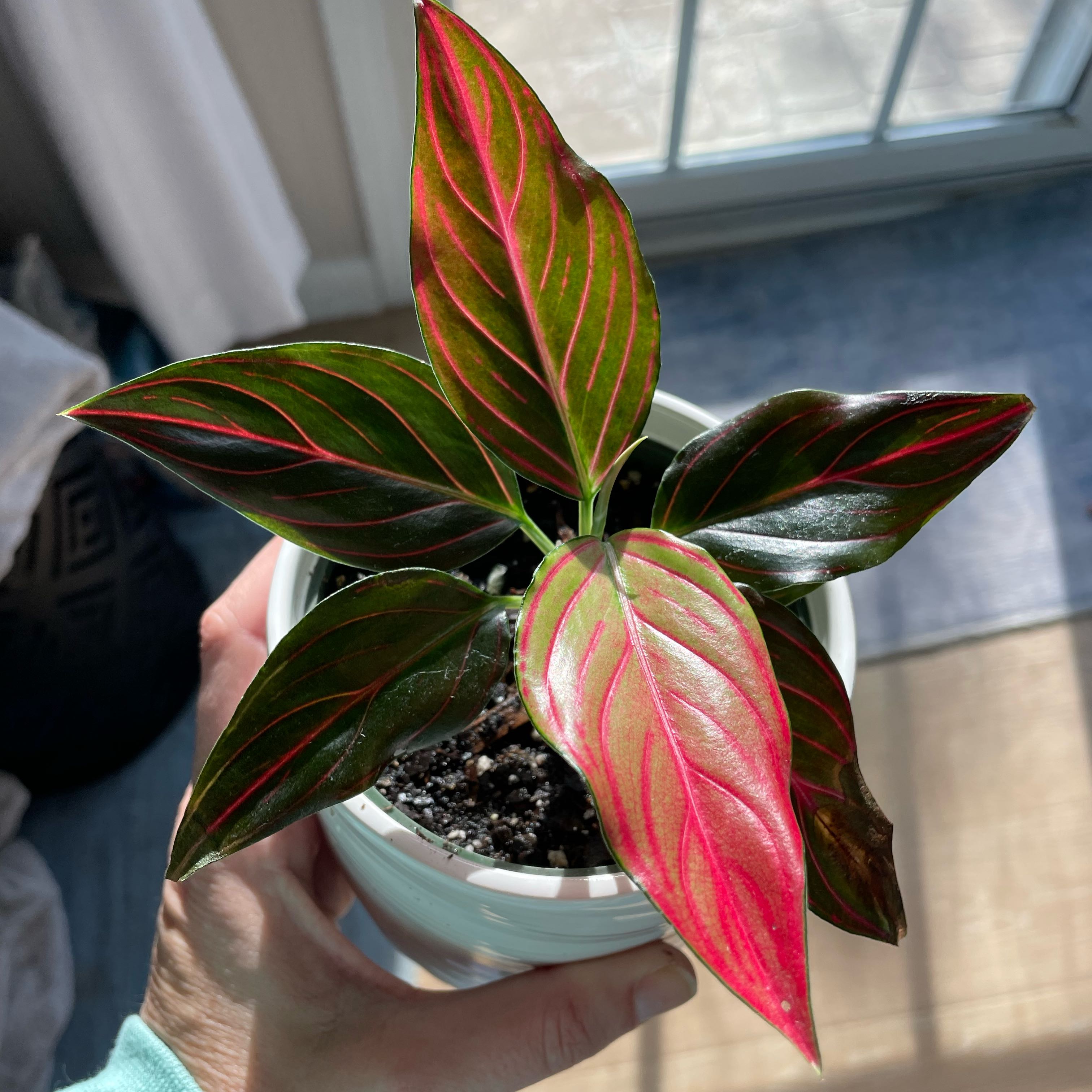 Photo of the plant species Aglaonema Red Gold by @WillCacto98 named Miley on Greg, the plant care app