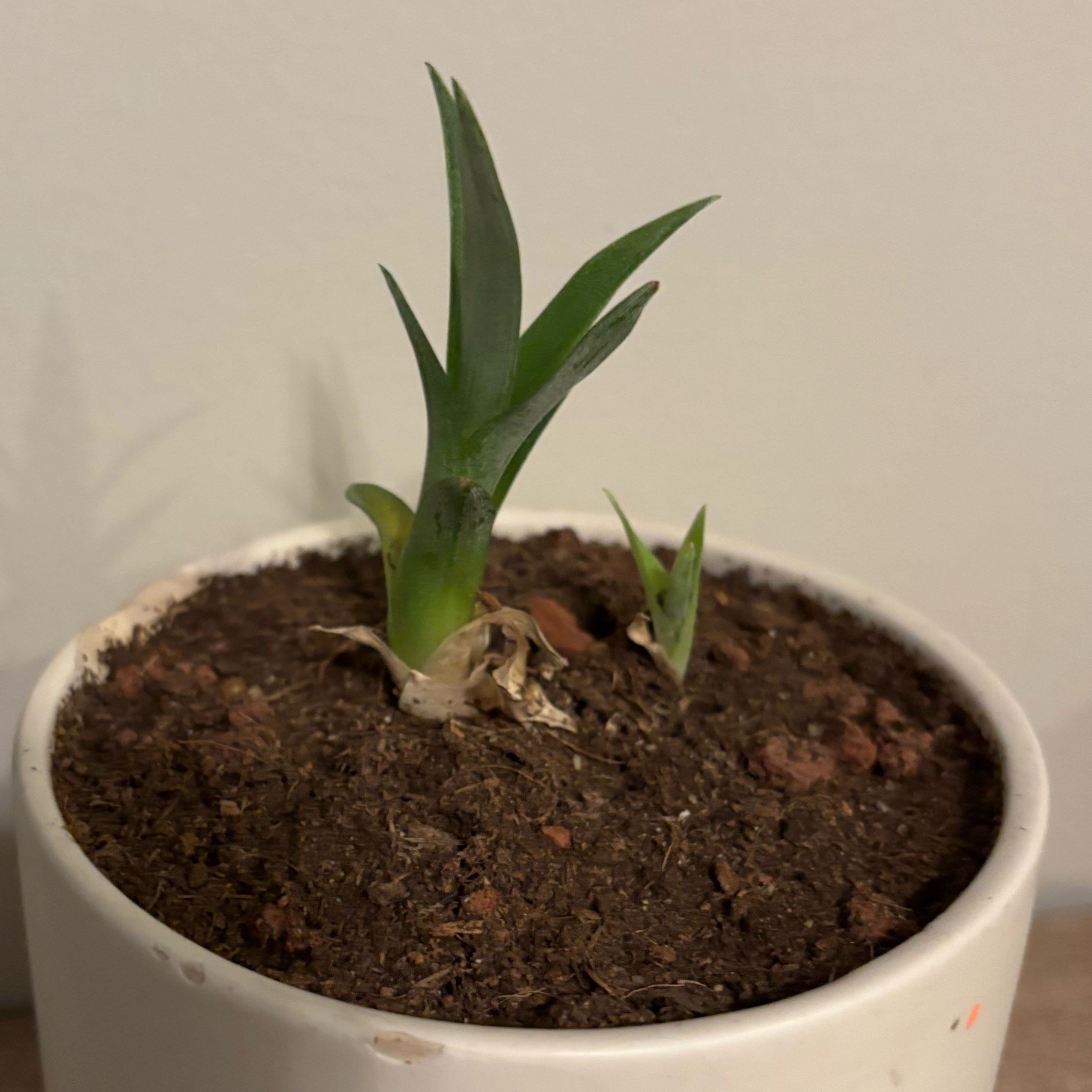 Photo of the plant species Pinapple by @WillCacto98 named Planty on Greg, the plant care app