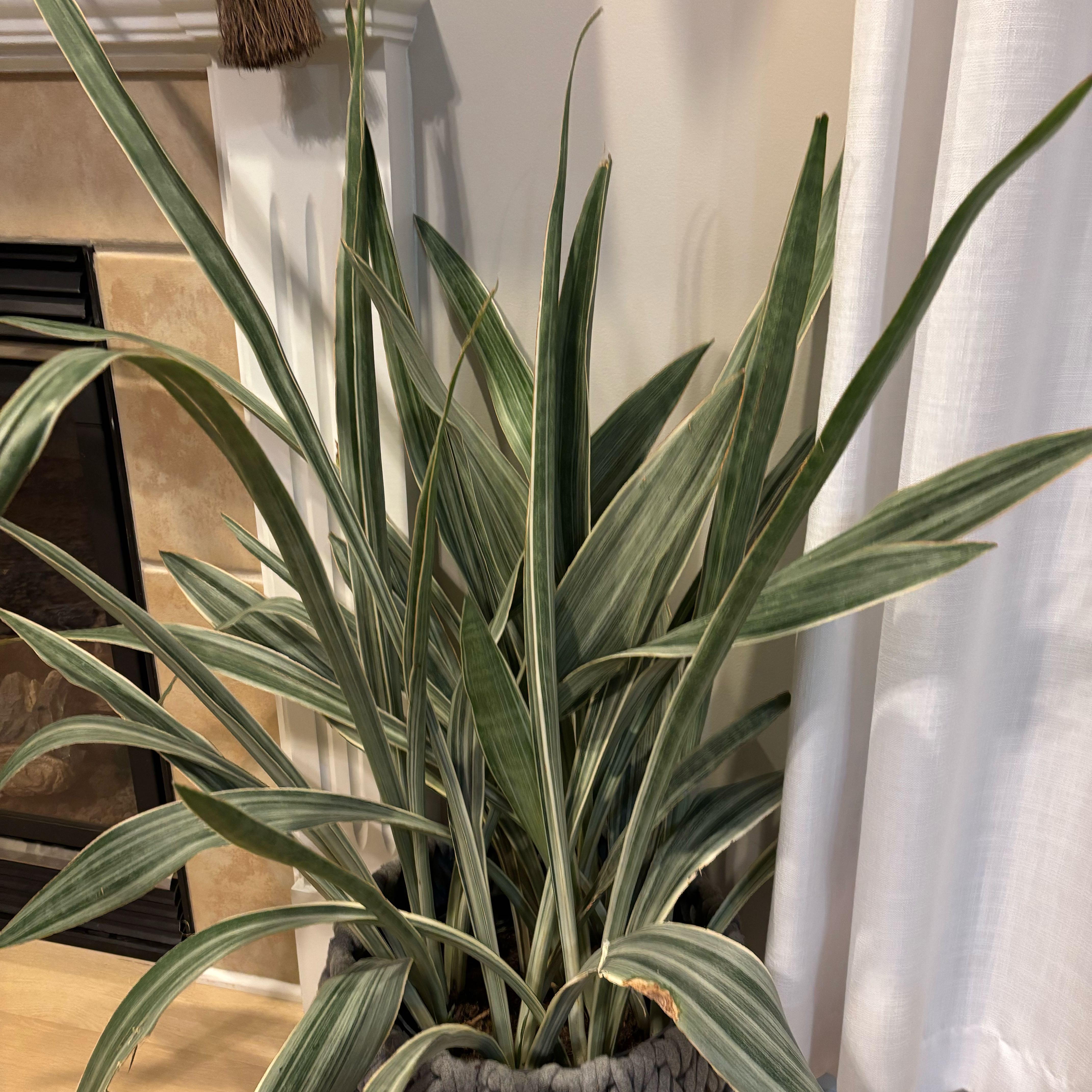Photo of the plant species Flax Lily by @WillCacto98 named Ronaldo on Greg, the plant care app