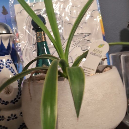 Photo of the plant species Agave by @WizardBrowallia named Harry on Greg, the plant care app