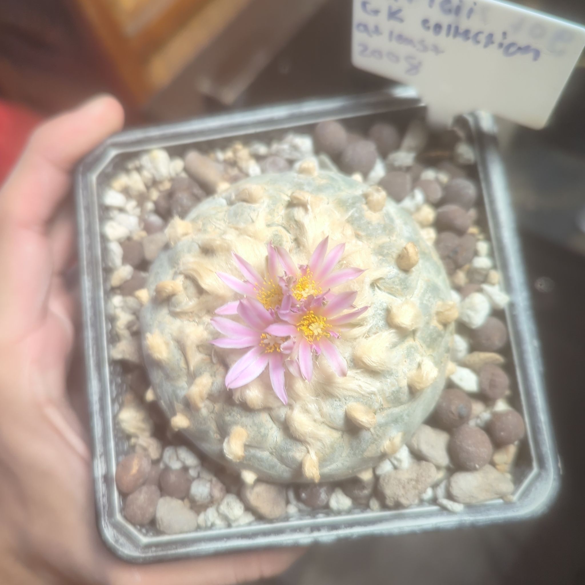 Photo of the plant species False Peyote by @ReallyLakesedge named Huckleberry Fern on Greg, the plant care app