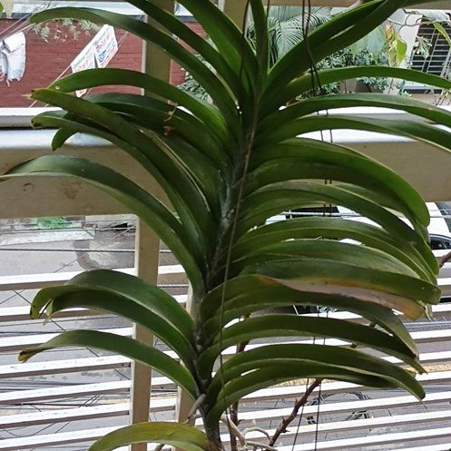 Photo of the plant species Blue Vanda by @BigtimeMango25 named Vanda on Greg, the plant care app