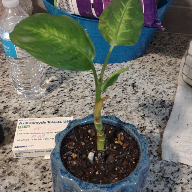 Photo of the plant species Dieffenbachia 'Memoria Corsii' by @ChosenMastic11 named Marley on Greg, the plant care app