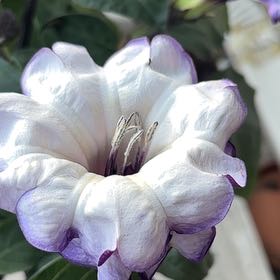 Photo of the plant species Sacred Datura by @ExactNerveplant named Sherlock on Greg, the plant care app